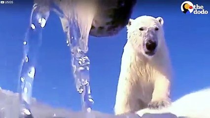 Scientists Attach Cameras To Polar Bears
