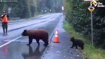 Ranger Stops Traffic So Bear Family Can Cross   The Dodo