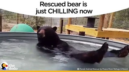 Bear Rescued, Now Chills In His Pool   The Dodo