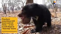 Baby Bear Who Lost His Mom Gets A Second Chance   The Dodo