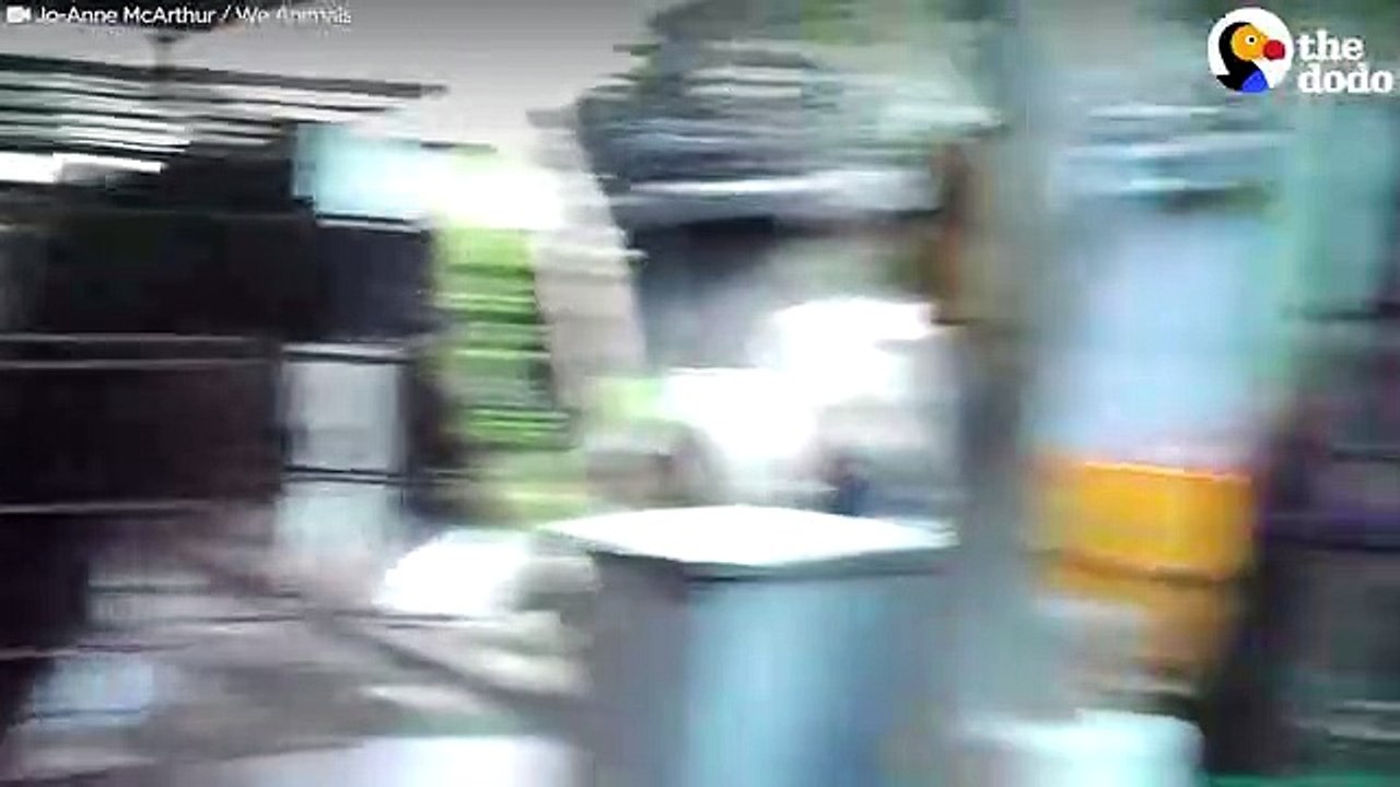 Bear Rescued from Bile Farm Rubbed Head Raw Trying to Escape Cage   The Dodo