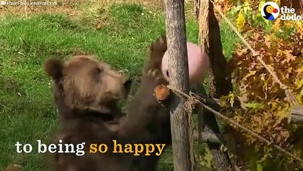 Bear Used to Train Hunting Dogs Rescued   The Dodo