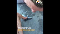 Drowning Lizard Gets CPR From Kind Woman   The Dodo