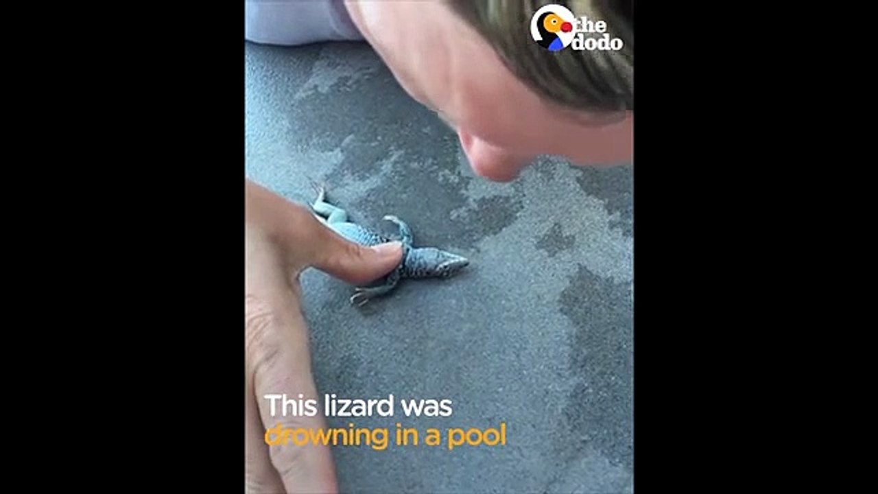 Drowning Lizard Gets CPR From Kind Woman   The Dodo
