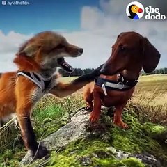 Rescued Fox Makes Friends With Everyone She Meets   The Dodo