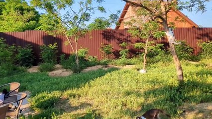 Plus de 300 chats dans ce sanctuaire pour chats