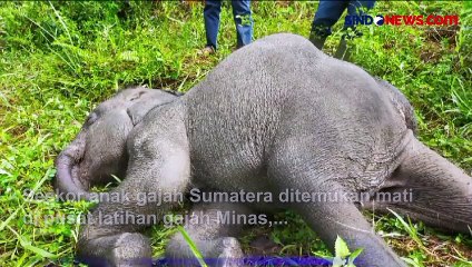 Anak Gajah Ditemukan Mati di Tempat Pelatihan Gajah Minas Riau