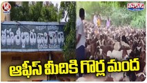 Shepherd 's Takes A Flock Of Sheep Into MRO office At Andhra _ V6 Teenmaar (3)