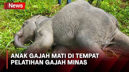Anak Gajah Berusia 3 Tahun Mati di Tempat Pelatihan Gajah Minas Riau