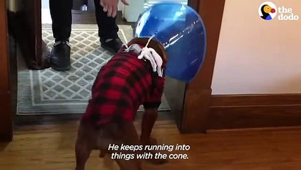 There's Never Been a Better Time to Foster a Pittie   The Dodo Foster Diaries