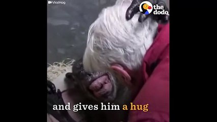 Dying Chimp Says Goodbye To Old Friend   The Dodo