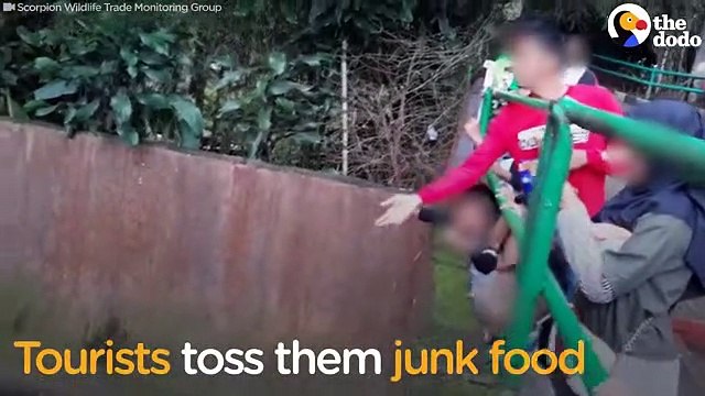 Starving Bears Beg Tourists for Food at Worst Zoo Ever The Dodo