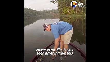 Kittens Swim Up To Fisherman's Boat Looking for Help   The Dodo