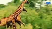 Elephants Rescue Three Cheetahs Baby - Elephant vs Lion vs giraffe, Hippo Resuce Impala From Hyenas
