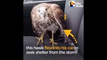 Harvey the Hurricane Hawk Scared Hawk in Taxi Finds Man Who Will Help   The Dodo