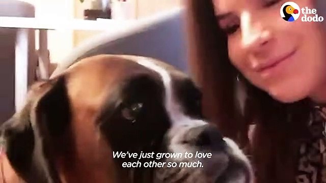 Skinny Shelter Dog Has The Happiest Transformation The Dodo Foster Diaries