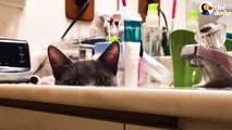 Woman Fosters A Shy, Scared Cat And ...    The Dodo Foster Diaries