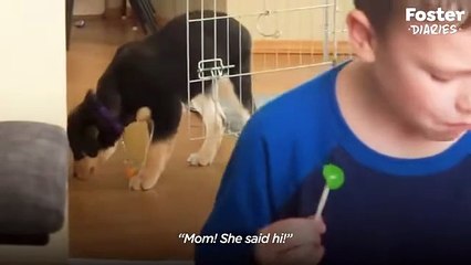 Trembling Foster Puppy Turns Into The Happiest Dog   The Dodo Foster Diaries