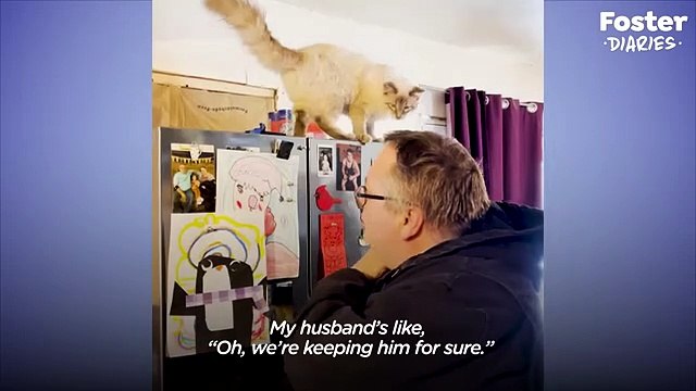 Dog-Person Guy Begs His Wife To Adopt Shelter Cat The Dodo Foster Diaries