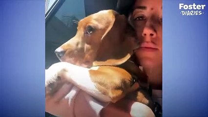 Shaking Beagle Rescued From Lab Becomes So Playful   The Dodo Foster Diaries