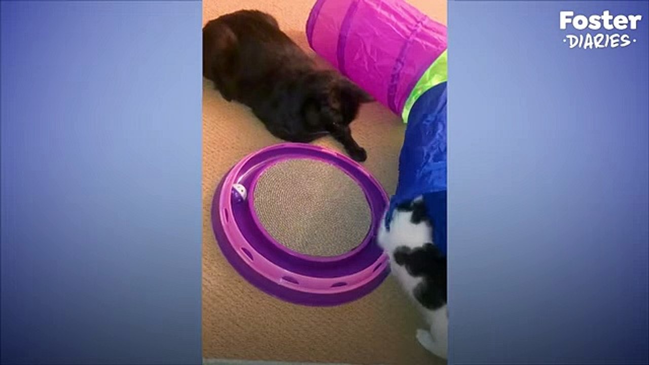 18-Pound Cat Decides To Be Dad To Teeny Kitten   The Dodo Foster Diaries