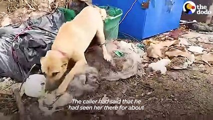 Dog Rescued From A Dumpster   The Dodo Foster Diaries
