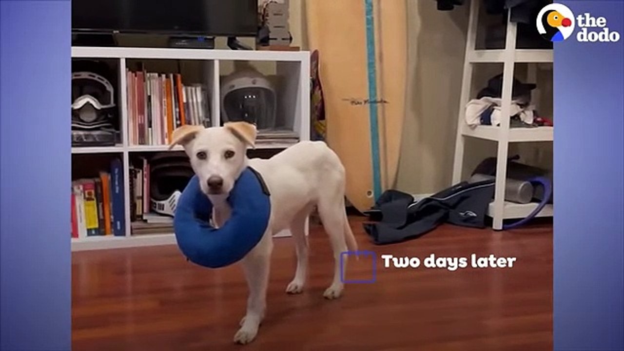 Labrador Who Was Too Scared To Leave His Crate Learns How To Be A Puppy   The Dodo Foster Diaries