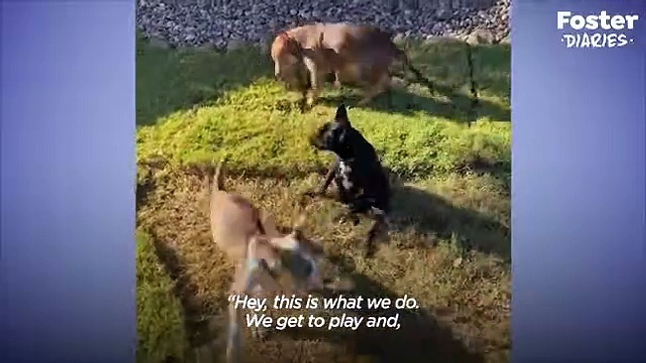 Puppy Wouldn't Stop Shaking Because She Was So Scared   The Dodo Foster Diaries