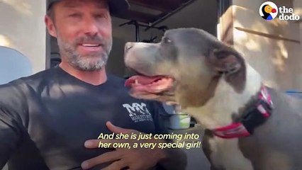 Guy Brings Home Senior Pittie And She Starts To Age Backwards  The Dodo Foster Diaries