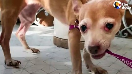 Dog Who Tried To Bite Everyone Becomes A Snugglebug   The Dodo Foster Diaries