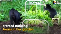 Woman Buys New Hammock For Bear Family In Her Yard   The Dodo
