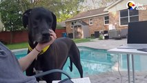 Woman With A House Full Of Dogs Fosters Two Adorable Great Danes   The Dodo Foster Diaries