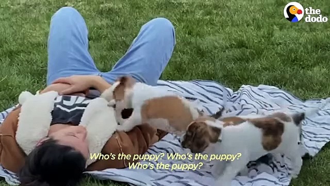 120-Pound Grumpy Dog Finally Falls In Love With His Mom’s Foster Puppies    The Dodo