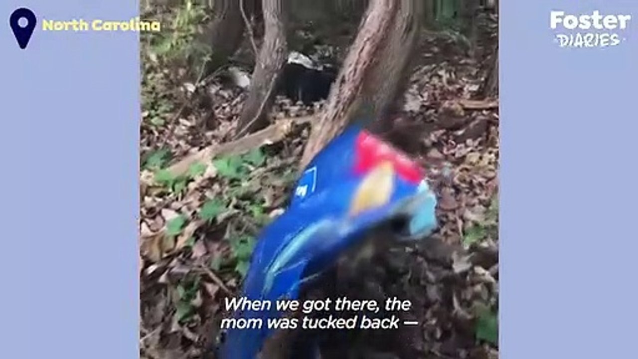 People Find A Dog And Her Puppies In The Middle Of The Woods   The Dodo Foster Diaries