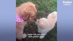 Golden Retriever Puppy Makes Her Foster Mom Cry When She Gets Adopted   The Dodo Foster Diaries