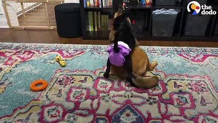 Kid Says The Sweetest Goodbye To His Foster Puppy   The Dodo Foster Diaries
