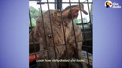 People Convince Guy To Surrender His Neglected Dog   The Dodo Foster Diaries