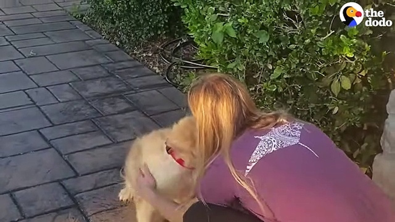 Golden Retriever Rescued From Puppy Mill Treats Her First Toy Like A Baby   The Dodo Foster Diaries