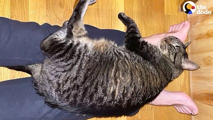 Cat Who Wouldn't Show His Face Is A Cuddlebug Now   The Dodo Foster Diaries