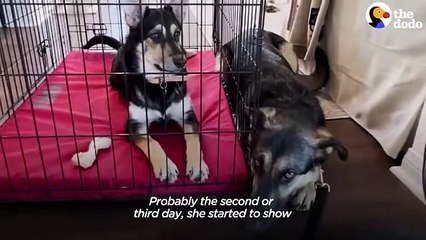 Shelter Puppy Waits Outside Her Scared Mom's Crate To Comfort Her   The Dodo