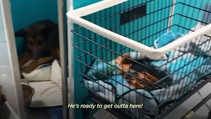 Dog Who Didn't Have A Chance Surprises Everyone   The Dodo Foster Diaries