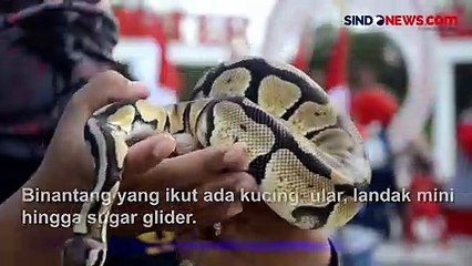 Menggemaskan! Pecinta Satwa di Banda Aceh Ajak Binatang Kesayangan Parade Bendera