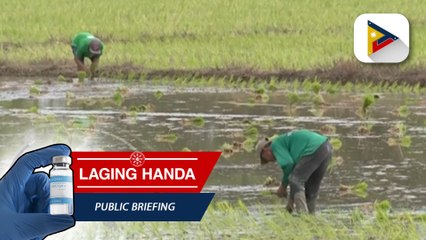 Produksiyon ng palay, tumaas sa unang 6 na buwan ng 2023