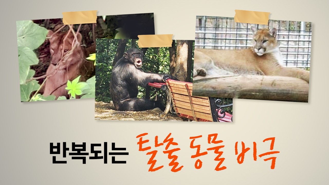 반복되는 탈출 동물 비극...'생추어리 전환' 목소리 [앵커리포트] / YTN