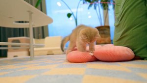 Baby Cat ❤ Cute and Funny Cat Videos Compilation 2023