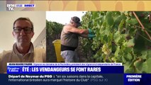 Vendanges: 