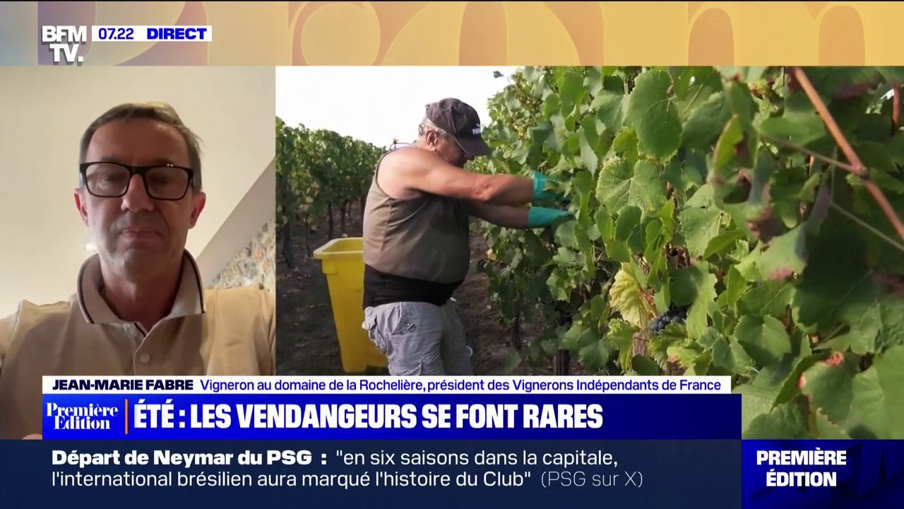 Vendanges: "Deux tiers des vignerons indépendants ne peuvent pas compléter leurs équipes" explique Jean-Marie Fabre (Vignerons indépendants de France)