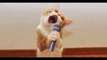 Funniest Cats and Dogs Videos  - Funny Animal Videos--131--فيديوهات مضحكة للحيوانات