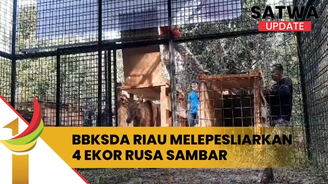 BBKSDA Riau Melepasliarkan 4 Ekor Rusa Sambar