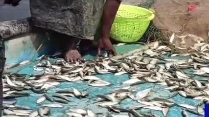 అనకాపల్లి జిల్లా: తాండవ చేపలకు భలే డిమాండ్ గురూ..!